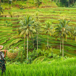 Indo Indo