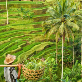 Rizière - Bali Rizière - Bali