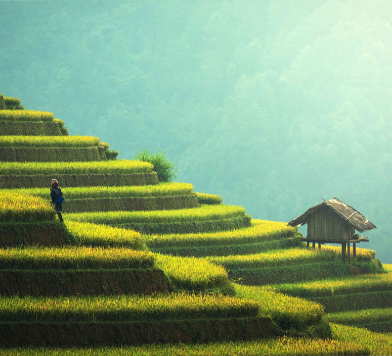 Bali Bali