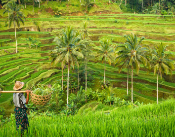 Indo Indo