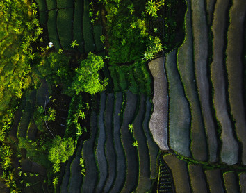 Bali Rizières Bali Rizières