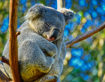 Koala Koala