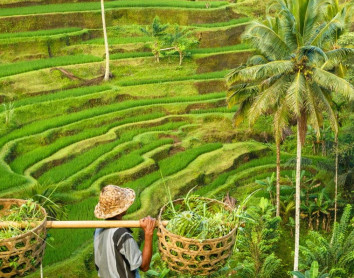 Rizière - Bali Rizière - Bali