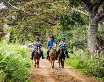 Chevaux en brousse