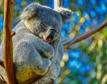 Koala Arbre Parc Brisbane