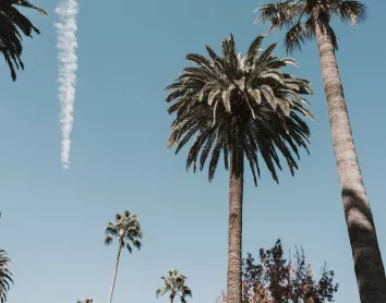 Los Angeles Los Angeles Palmiers Ciel