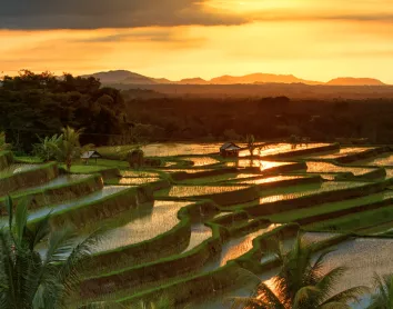 rizières bali